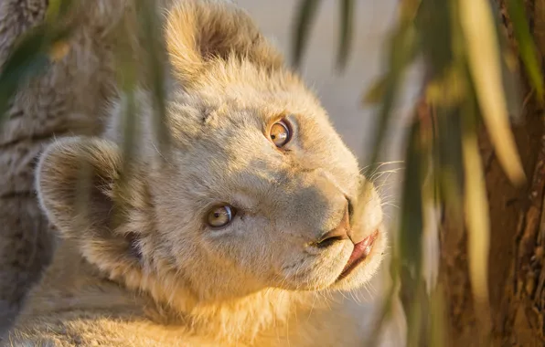 Cat, look, face, the sun, Leo, cub, lion, ©Tambako The Jaguar