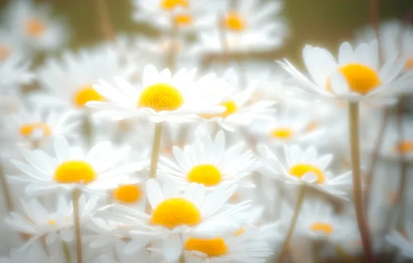 Field, nature, chamomile, petals, stem, meadow