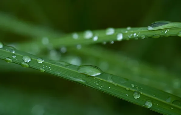 Picture grass, drops, macro, green, rain