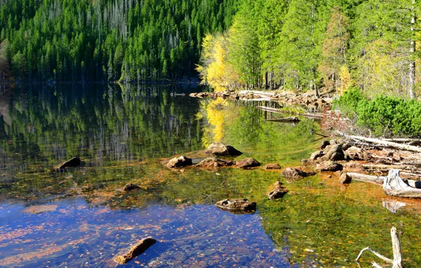 Forest, water, trees, lake, reflection, stones, Czech Republic, Sunny
