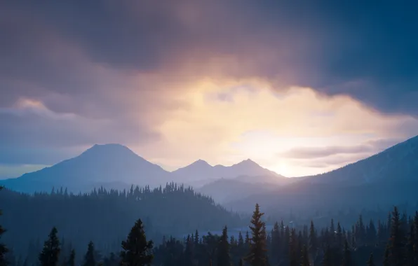 Forest, Landscape, days gone