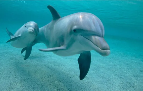 Dolphins, two, underwater world, two, Dolphins, wallpapers 1920 x 1080
