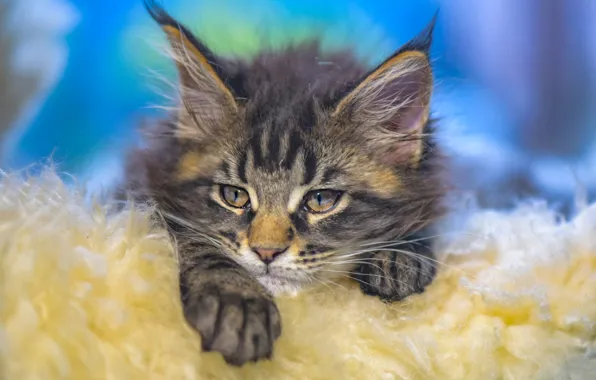 Cat, look, kitty, grey, background, lies, fur, face