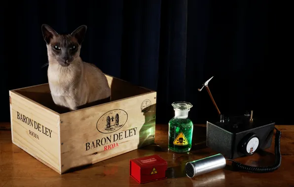 Cat, table, radiation, black background, still life, box, physics, device