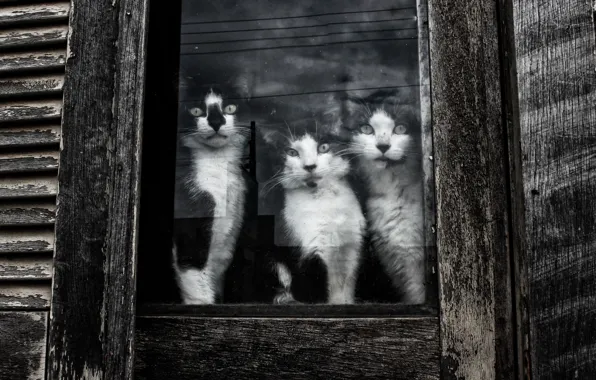 Look, cats, window, Kote