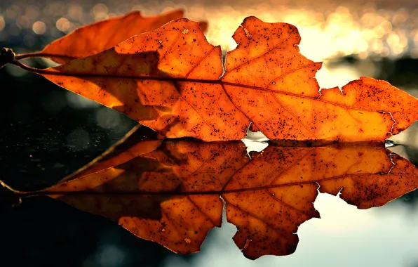 Autumn, macro, sheet, reflection