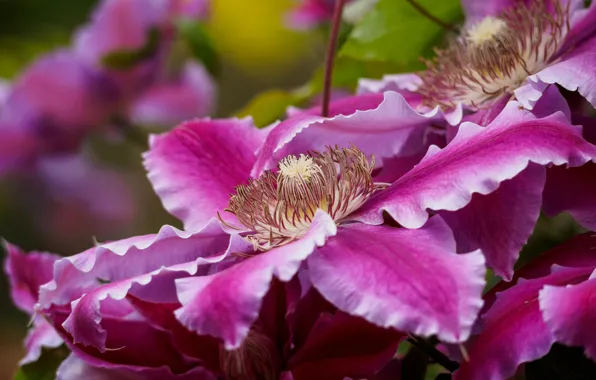 Macro, bright, petals, clematis, clematis
