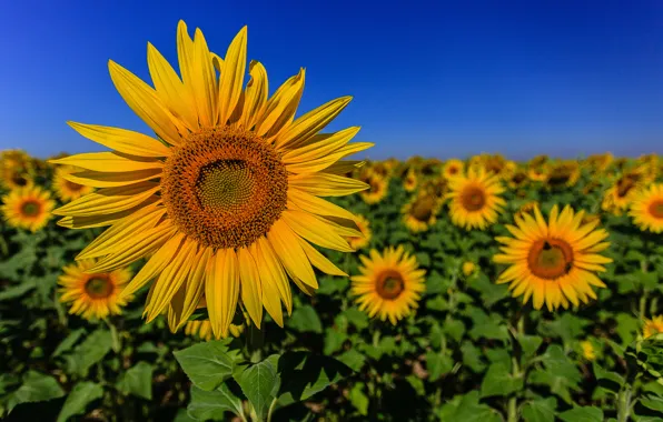 Field, the sky, leaves, sunflower, petals