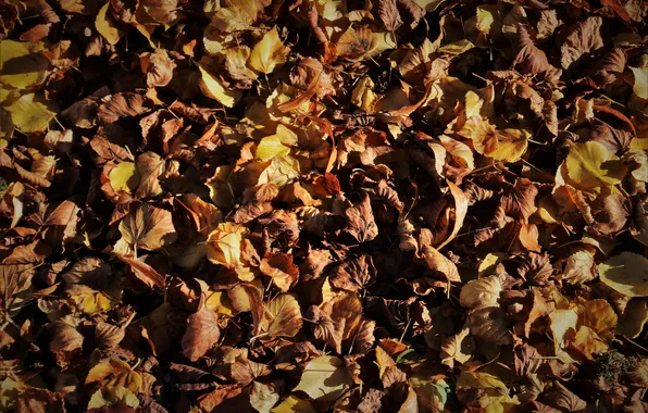 Picture autumn, leaves, dry