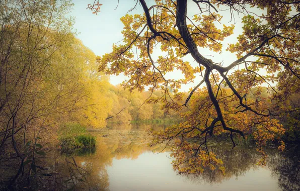 Picture autumn, forest, leaves, trees, branches, lake, yellow