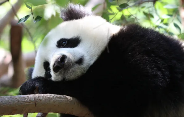Panda, sad, thought
