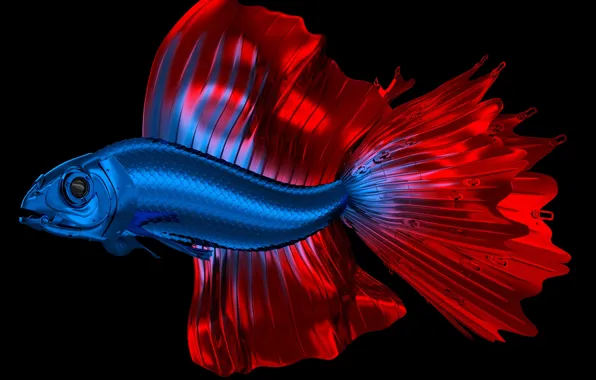Metal, color, fish, cock