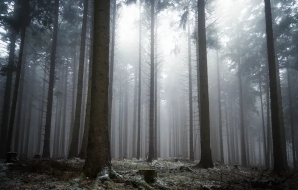 Winter, forest, snow, trees, nature, fog, Germany, Germany