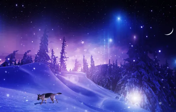 Winter, forest, stars, snow, trees, snowflakes, night, photoshop