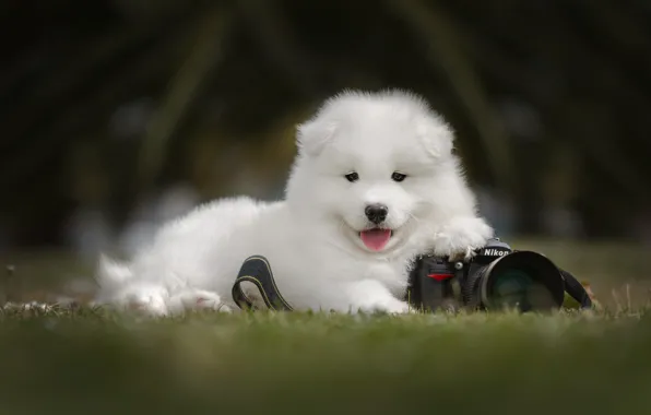Grass, look, nature, the dark background, glade, portrait, dog, the camera