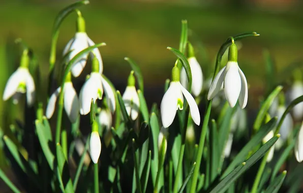 Leaves, light, flowers, spring, snowdrops, white, green background, Bush