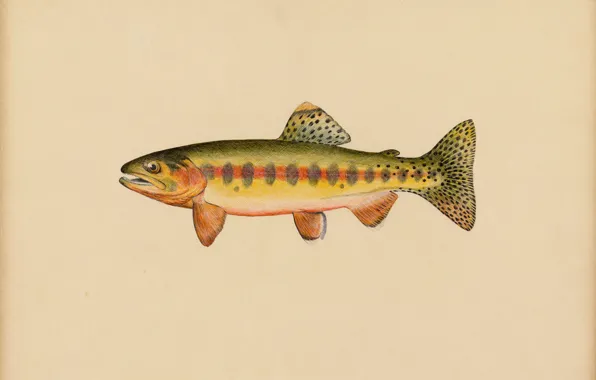 Fish, Picture, American artist, Miles Ernest Rost, Salmo roosevelti Evermann, Volcano Creek golden trout, Miles …