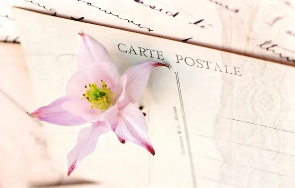Picture flower, pink, postcard, letters, Aquilegia