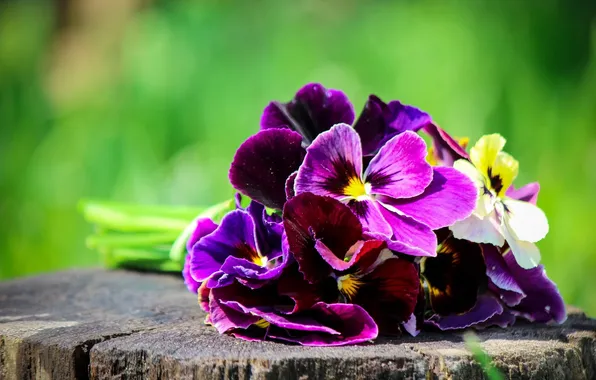 Flowers, stump, bouquet, blur, Pansy