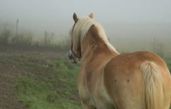 Picture field, fog, horse