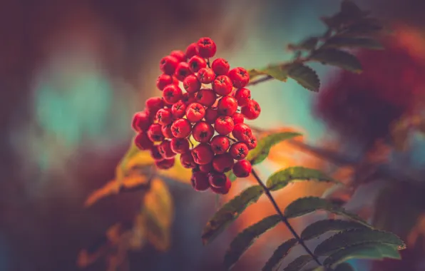 Forest, autumn, berries, red berries