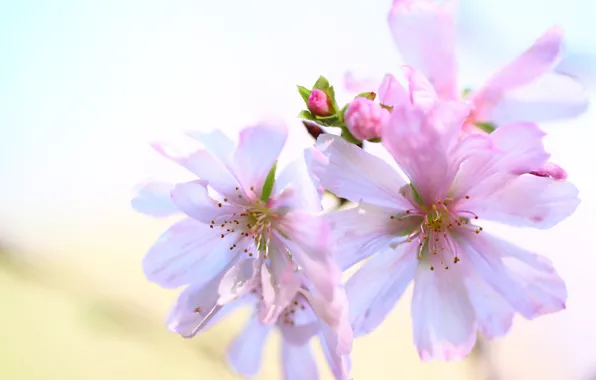 Flowers, background, buds, pink and white