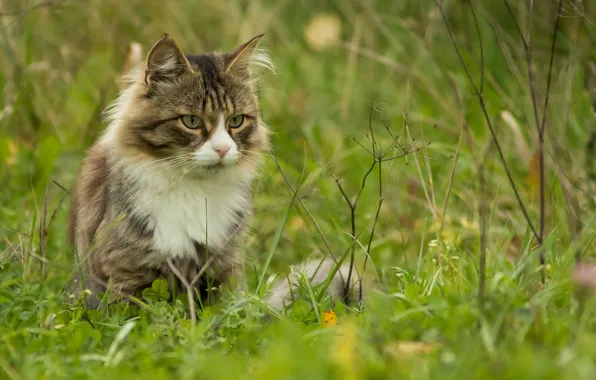 Grass, cat, look, Kote, kotofeich, Dmitry Suslov