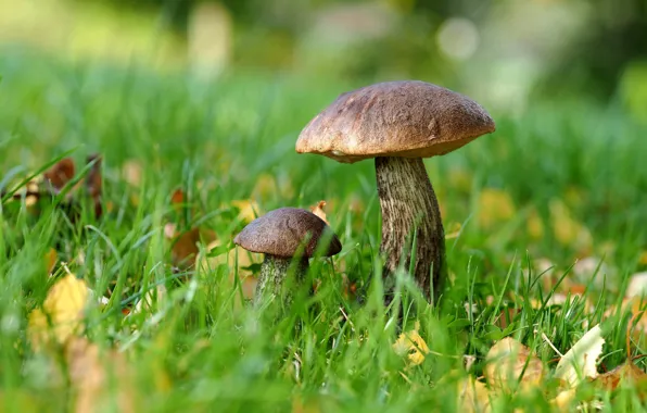 Autumn, grass, leaves, nature, glade, mushrooms, mushroom, a couple