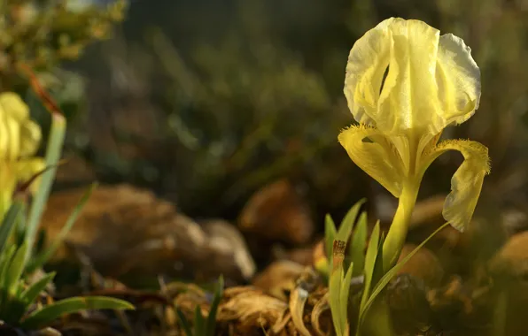Yellow, bokeh, iris
