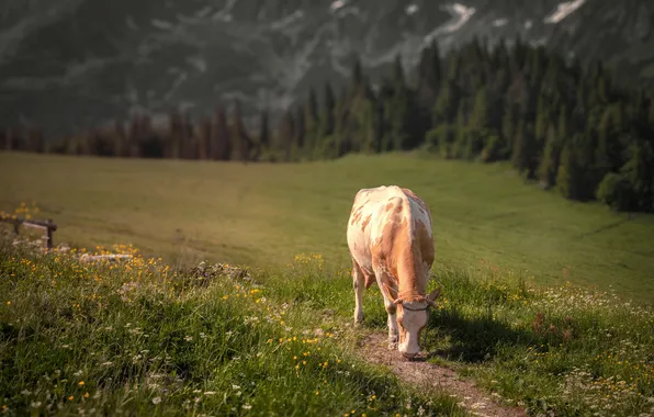 Field, forest, mountains, cow, pasture, meadow, path, calf