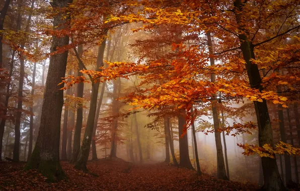 Autumn, forest, fog