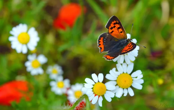 Picture Macro, Butterfly, Macro, Butterfly