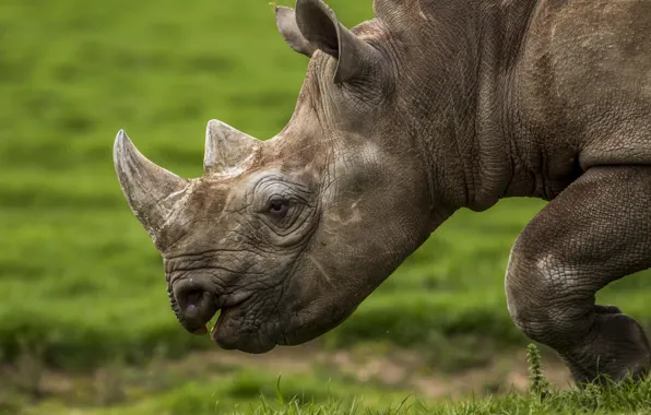 Profile, Rhino, horn
