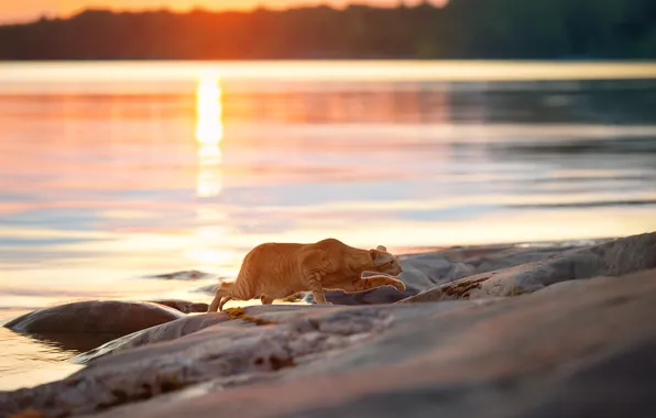 Water, rocks, predator, hunting, feline