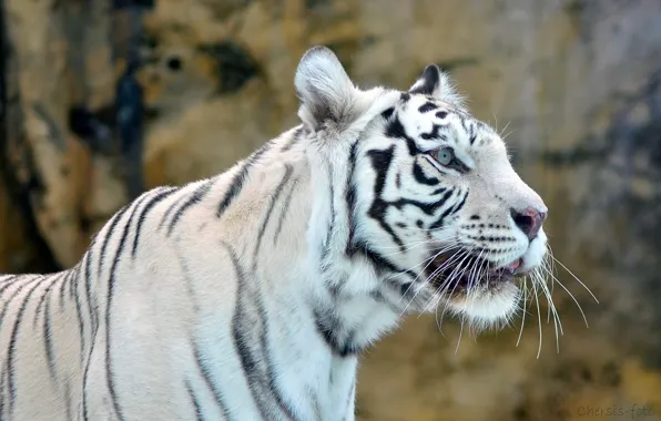 White, face, tiger, predator, white tiger