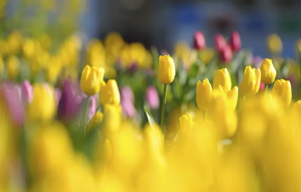 Light, flowers, glade, bright, spring, yellow, tulips, red