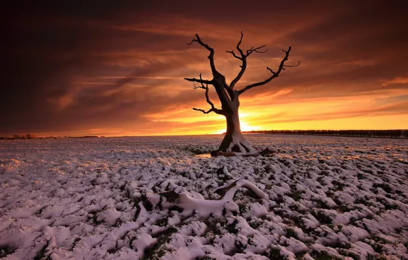 Field, trees, sunset