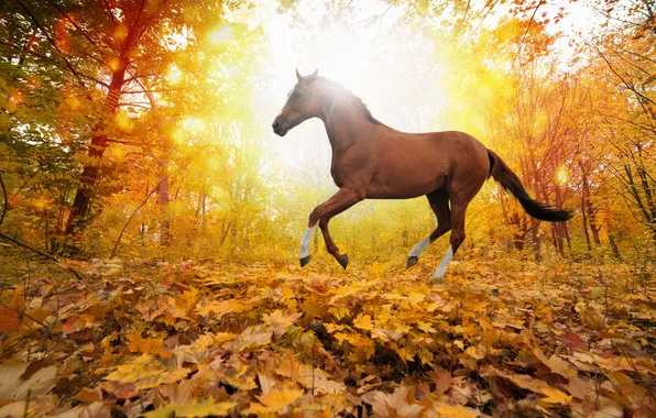 Picture forest, horses in fall leaves, yellows