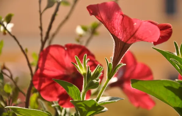 Nature, plant, petals, garden, meadow, petutie
