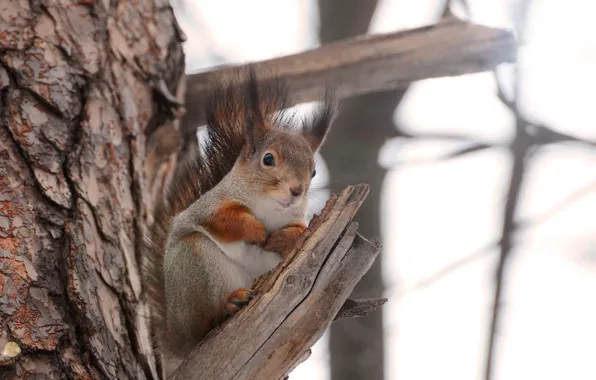 Tree, protein, wildlife