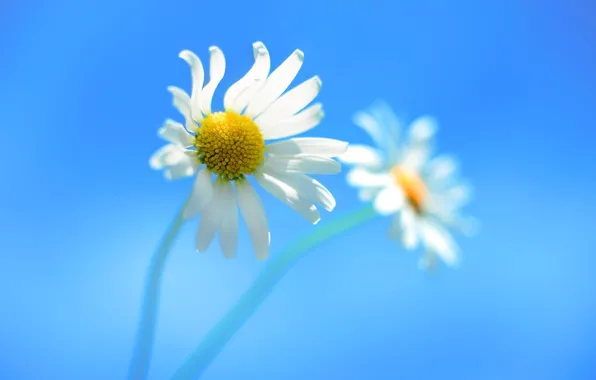 Flowers, Chamomile, Windows_8