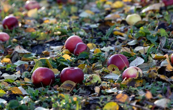 Picture autumn, apples, fallen leaves
