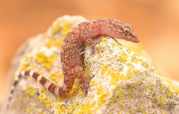 Picture pose, stones, background, lizard, pink, reptile, lichen