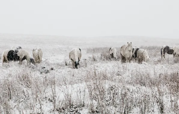 Picture winter, field, look, face, snow, nature, horse, vegetation