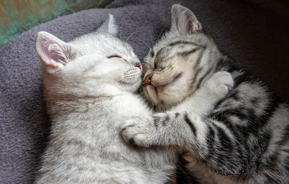 Cat, cat, cats, comfort, kitty, grey, background, stay