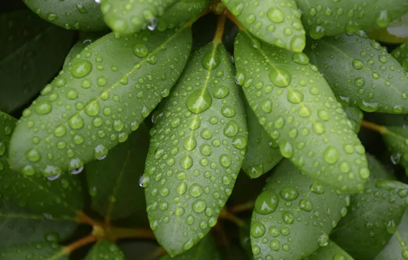 Greens, leaves, drops, macro, green, rain, linux, Linux