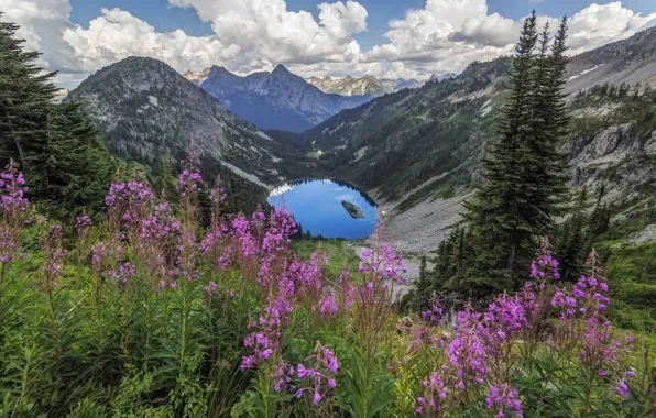 Picture flowers, mountains, lake, meadow