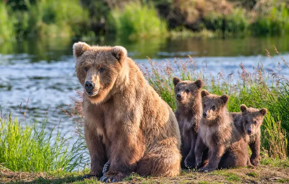 Picture river, bears, Alaska, bears, bear, cubs
