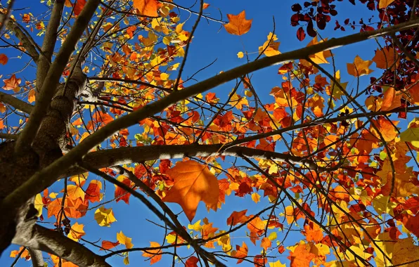 Autumn, the sky, leaves, nature, tree, branch, Nature, sky