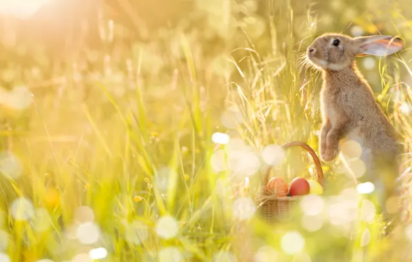 Picture Grass, Rabbit, Easter, Eggs, Basket, Ears, Painted